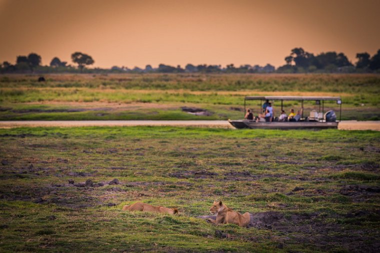 025 Botswana, Chobe NP, leeuwen.jpg